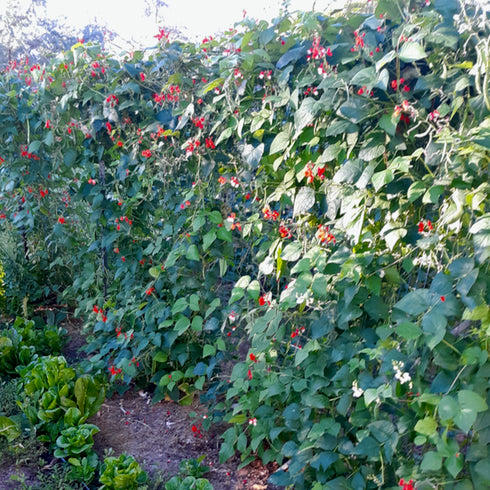 Scarlet Runner Bean